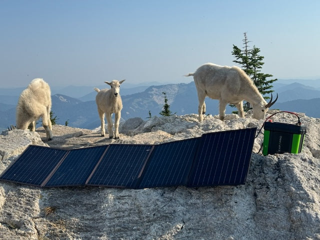 Mtn Goats Spotted
